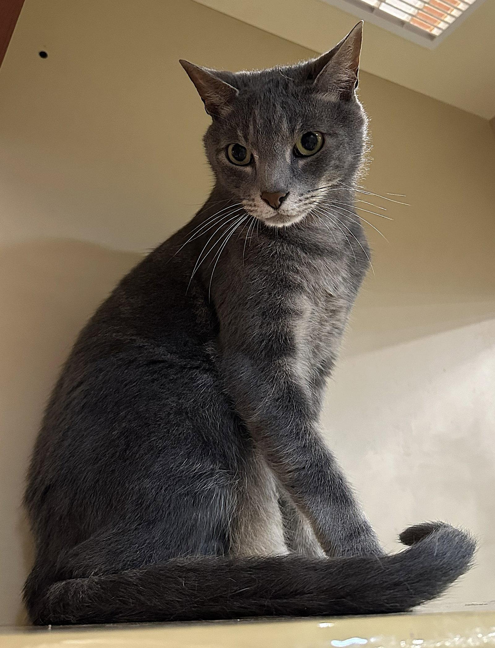 Papi, Adoptable, Adult Male Domestic Short Hair.