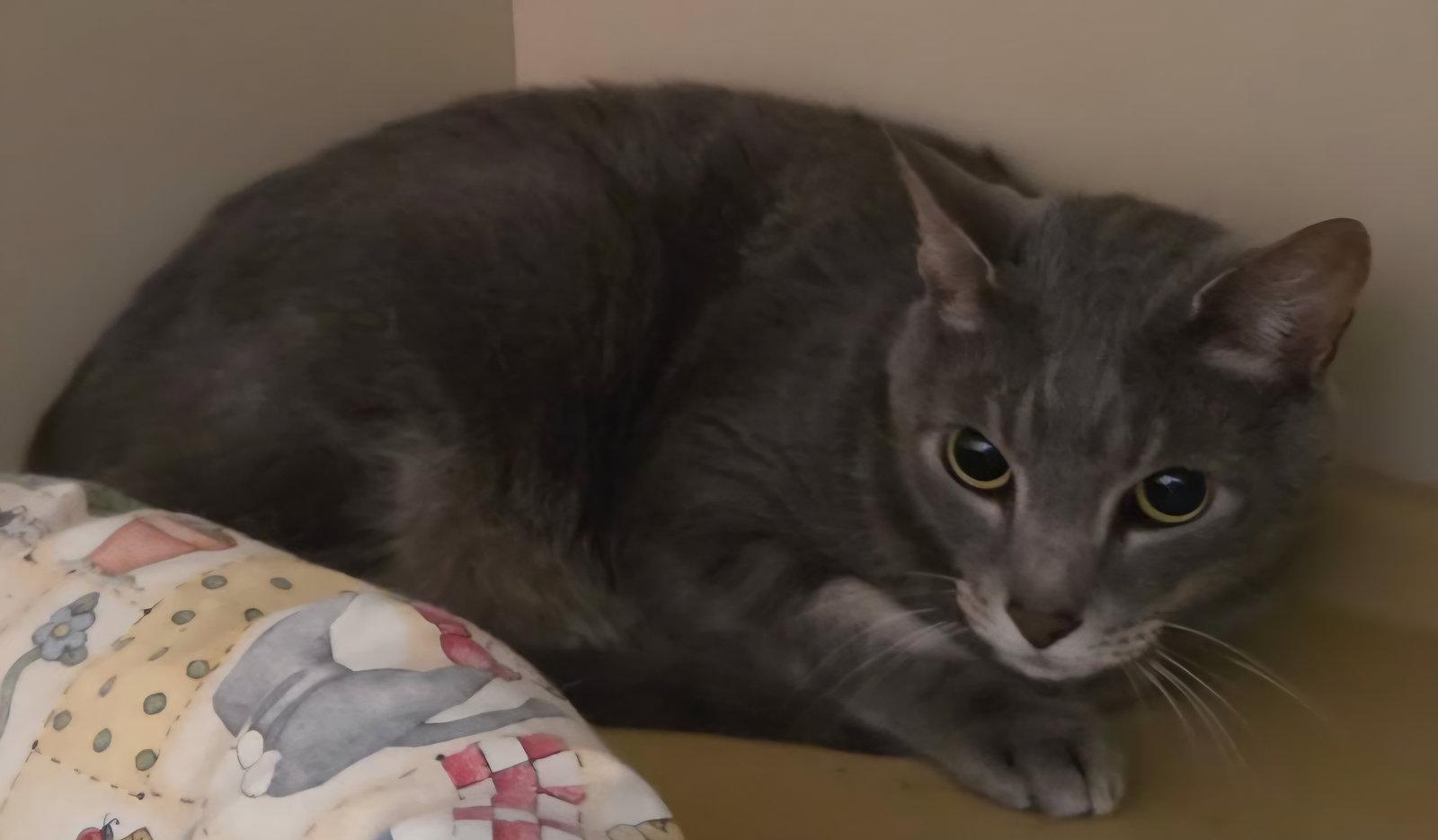 Enlarge Papi, a Adoptable Domestic Short Hair in Oviedo, FL image 2/3