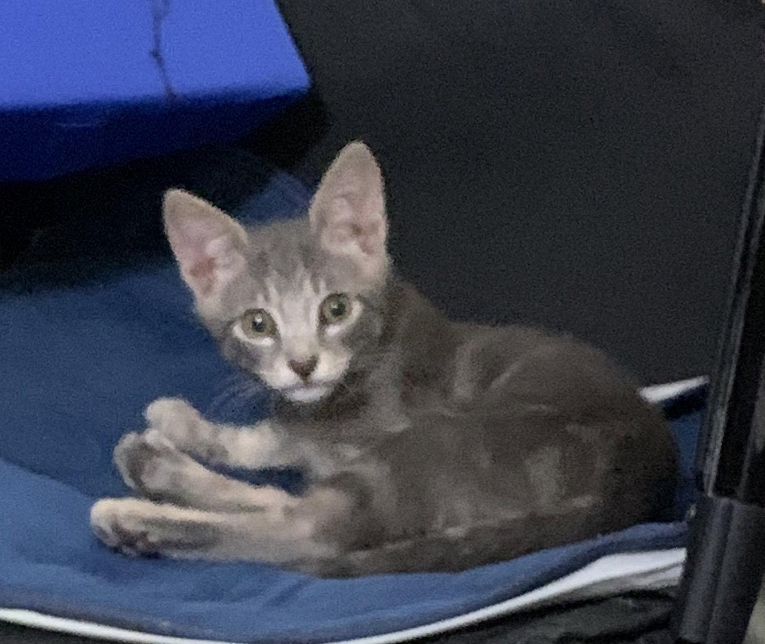 Enlarge Papi, a Adoptable Domestic Short Hair in Oviedo, FL image 3/3