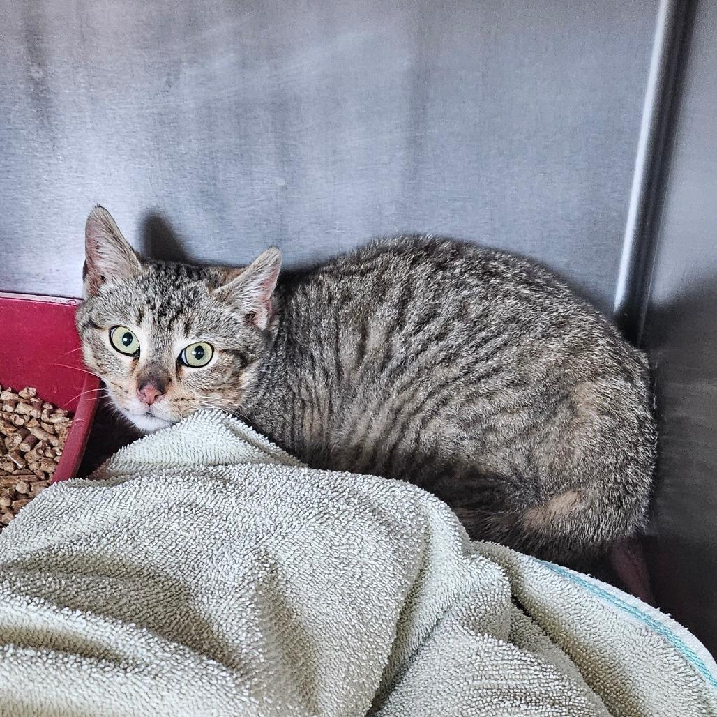 Lightning: Rodent Responder, adoption fee waived!