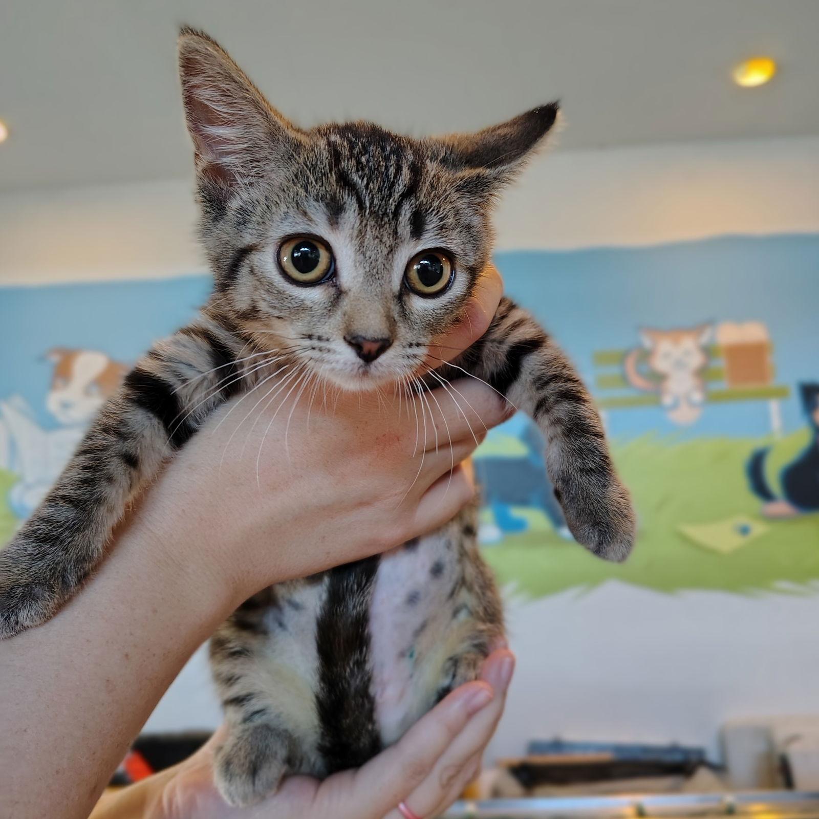 Penelope, Adopted, Kitten Female Domestic Short Hair & Torbie.