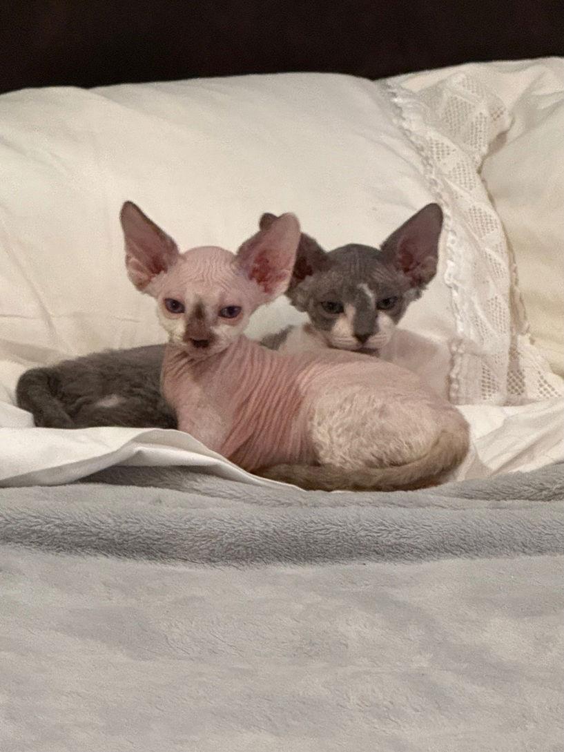 Enlarge Chip, a Adopted Sphynx / Hairless Cat in Nashville, TN image 1/3