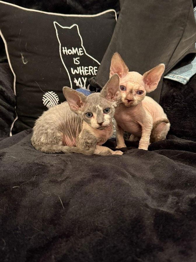 Enlarge Chip, a Adopted Sphynx / Hairless Cat in Nashville, TN image 2/3