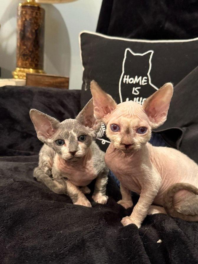Enlarge Chip, a Adopted Sphynx / Hairless Cat in Nashville, TN image 3/3