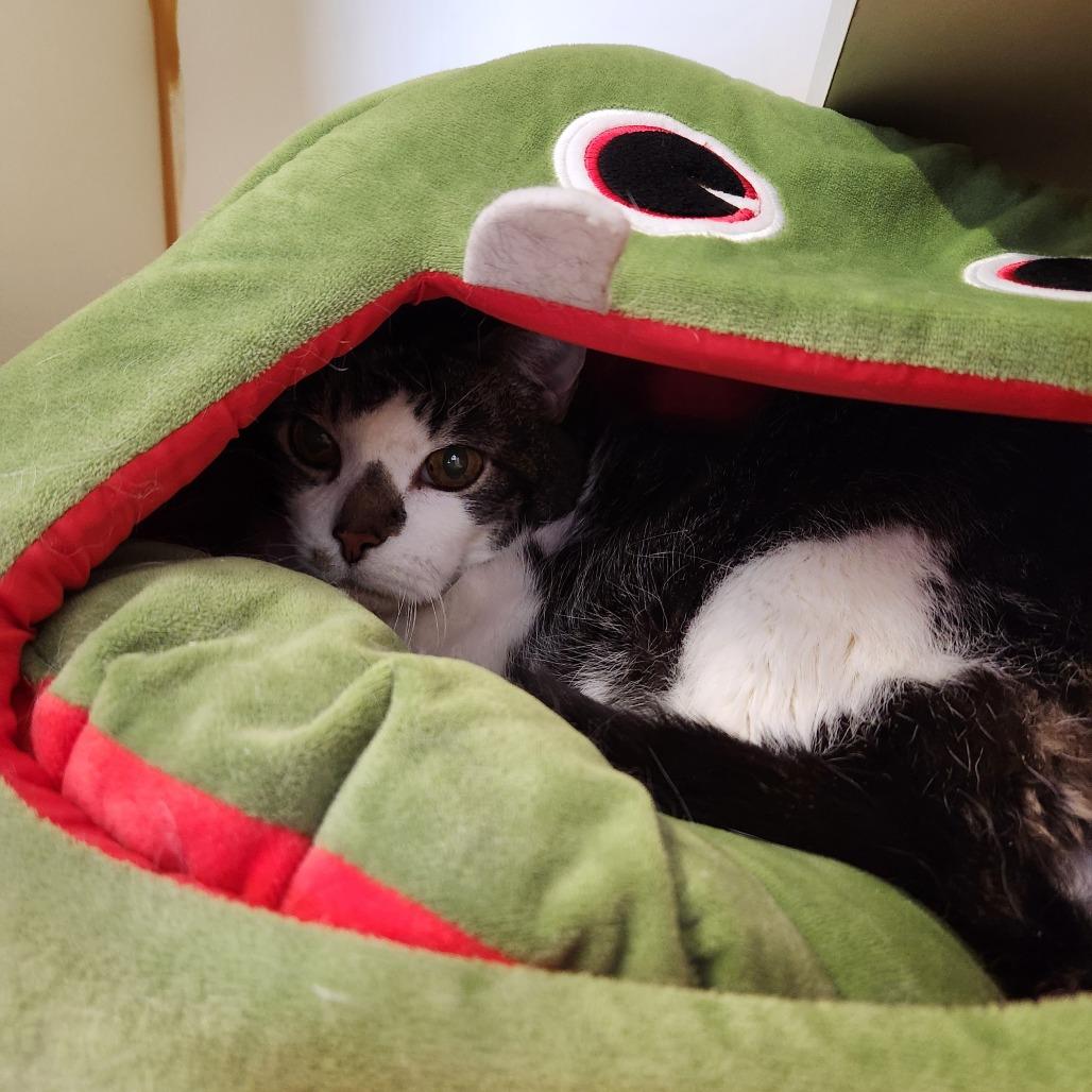 Enlarge Junior, a Adoptable Domestic Short Hair in Delaware, OH image 1/6