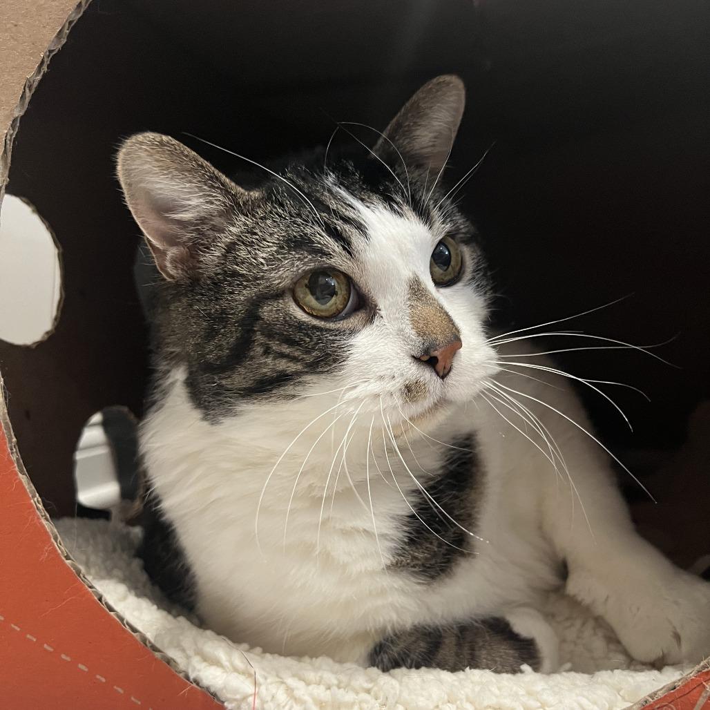 Enlarge Junior, a Adoptable Domestic Short Hair in Delaware, OH image 1/3