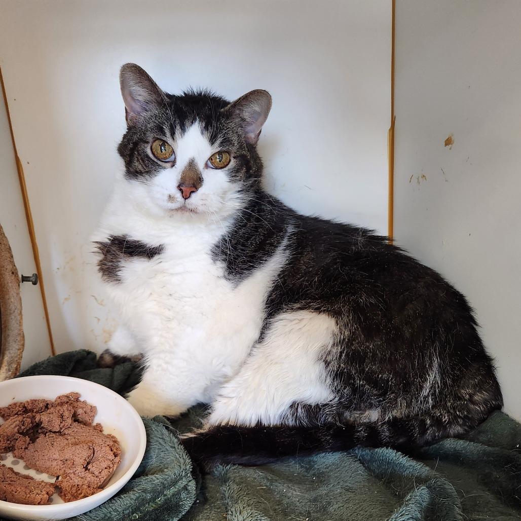 Enlarge Junior, a Adoptable Domestic Short Hair in Delaware, OH image 3/6