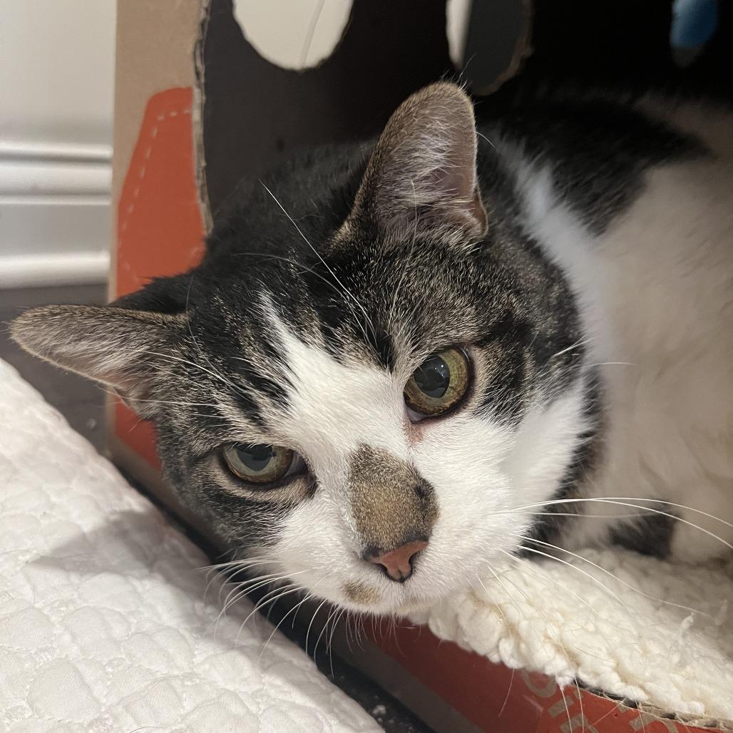 Enlarge Junior, a Adoptable Domestic Short Hair in Delaware, OH image 2/3