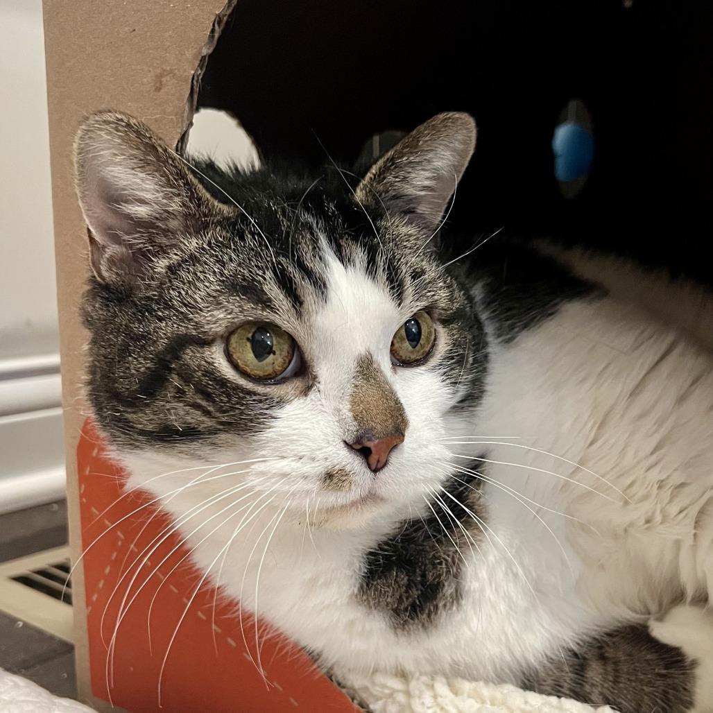 Enlarge Junior, a Adoptable Domestic Short Hair in Delaware, OH image 3/3