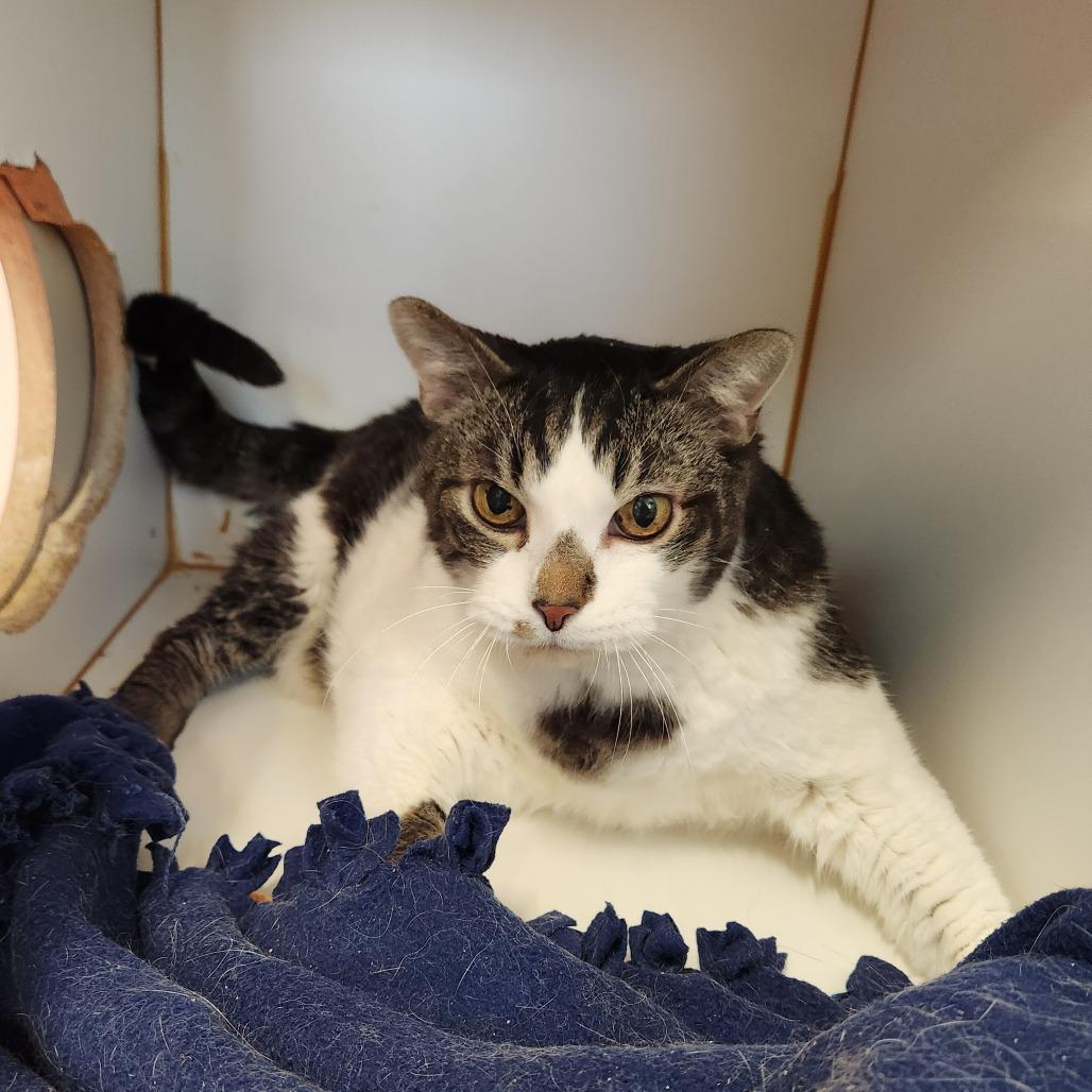 Enlarge Junior, a Adoptable Domestic Short Hair in Delaware, OH image 6/6