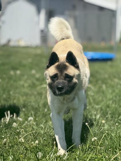Enlarge Chico, a Adoptable Akita in Columbus, IN image 1/3