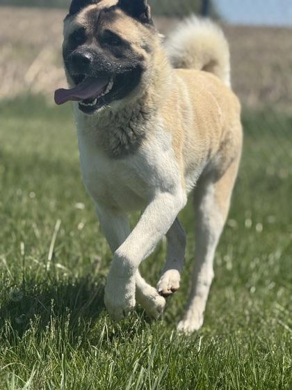 Enlarge Chico, a Adoptable Akita in Columbus, IN image 2/3