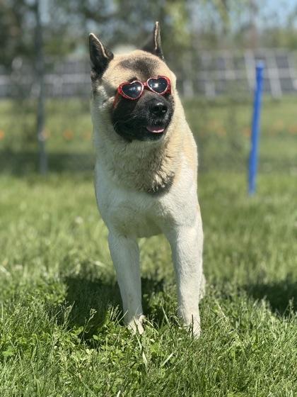 Enlarge Chico, a Adoptable Akita in Columbus, IN image 3/3