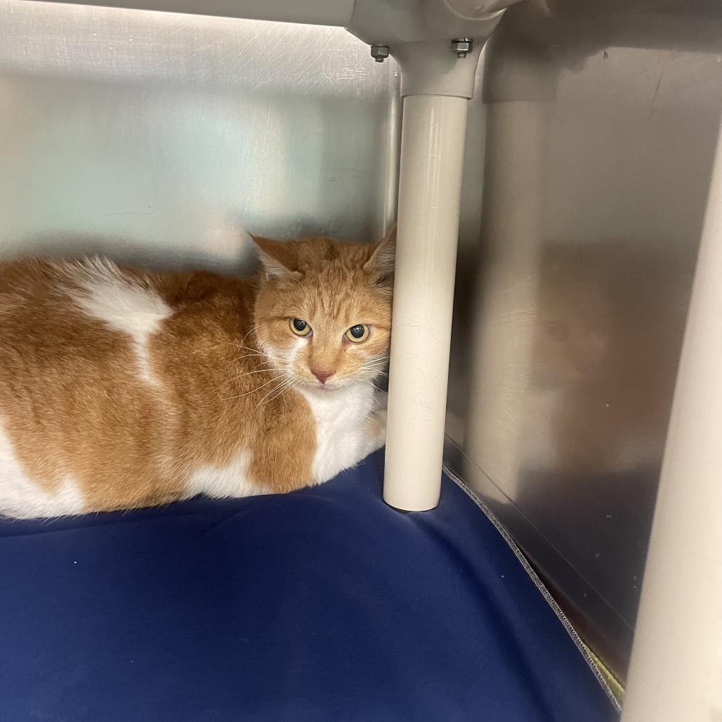 Martina, Adoptable, Adult Female Domestic Short Hair.