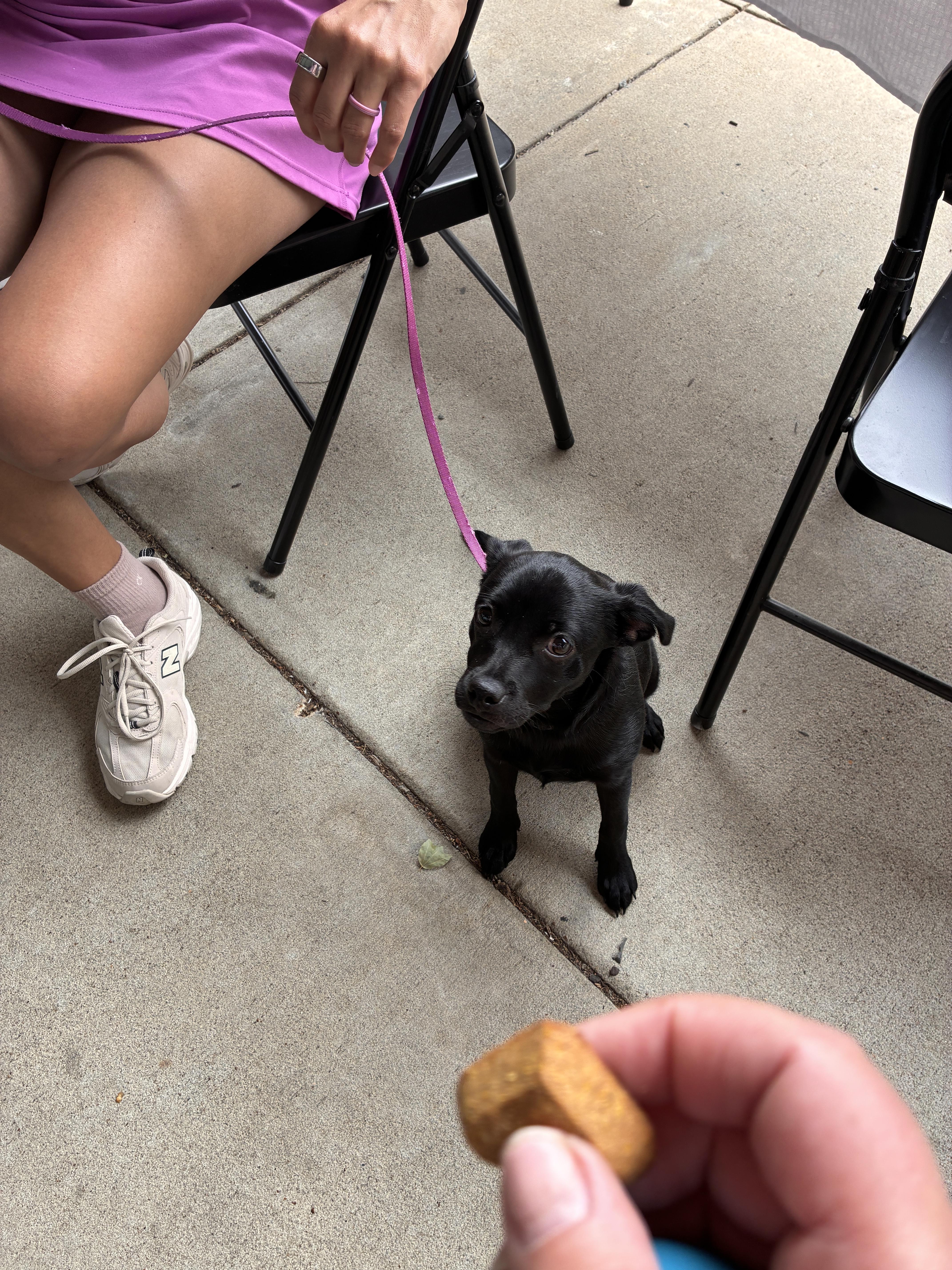Enlarge Layne, a Adoptable mixed breed in Chicago , IL image 2/5
