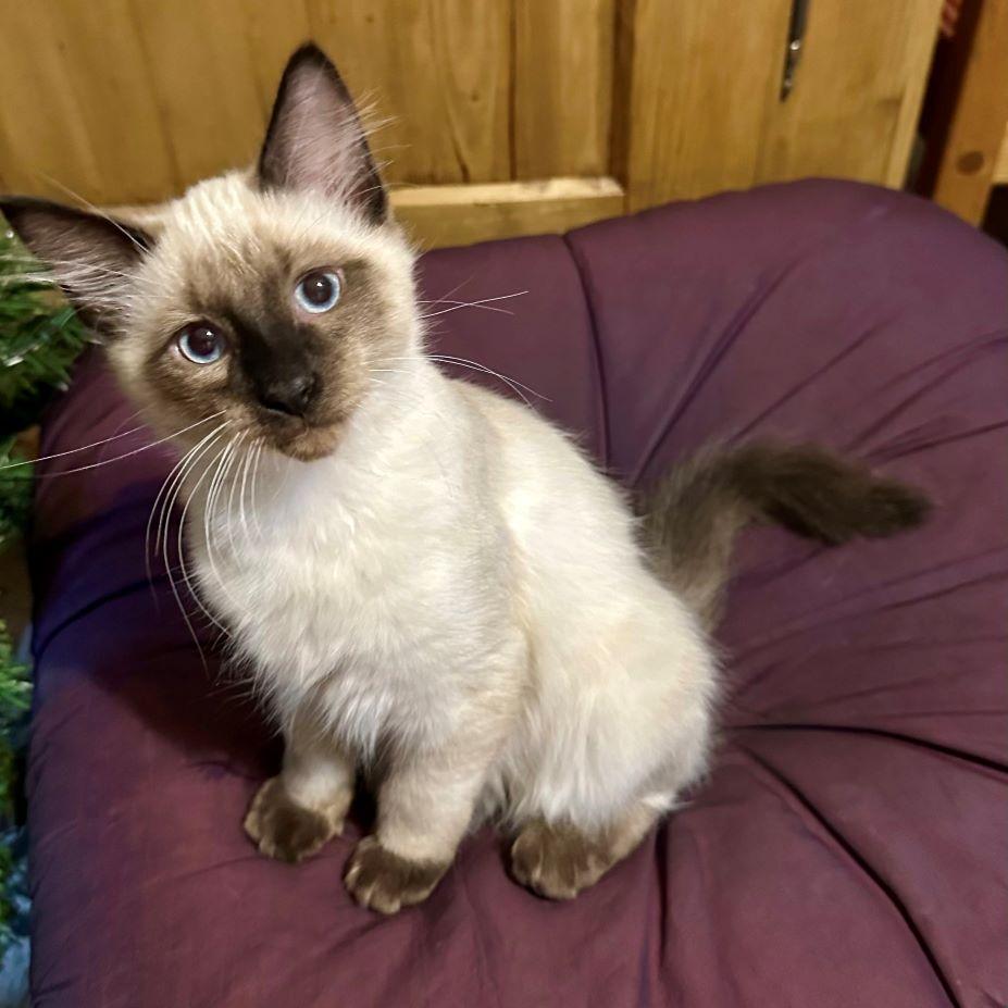 Enlarge Breeze, an adopted Balinese in Tulsa, OK image 1/5