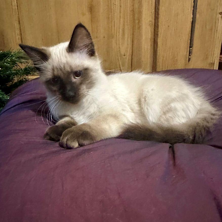 Enlarge Breeze, an adopted Balinese in Tulsa, OK image 2/5