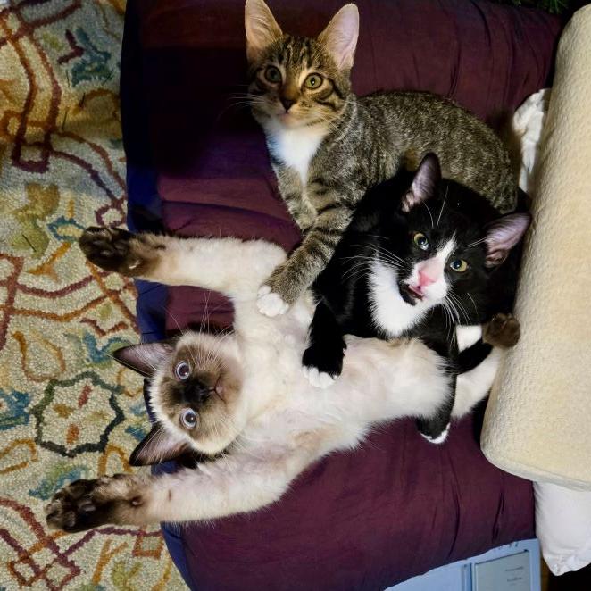 Enlarge Breeze, an adopted Balinese in Tulsa, OK image 3/5