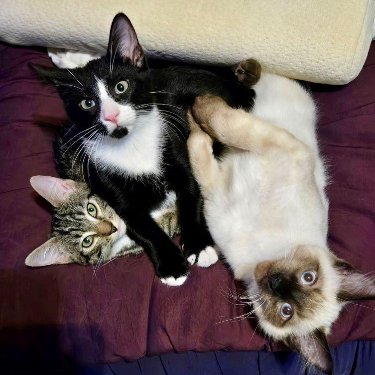 Enlarge Breeze, an adopted Balinese in Tulsa, OK image 4/5