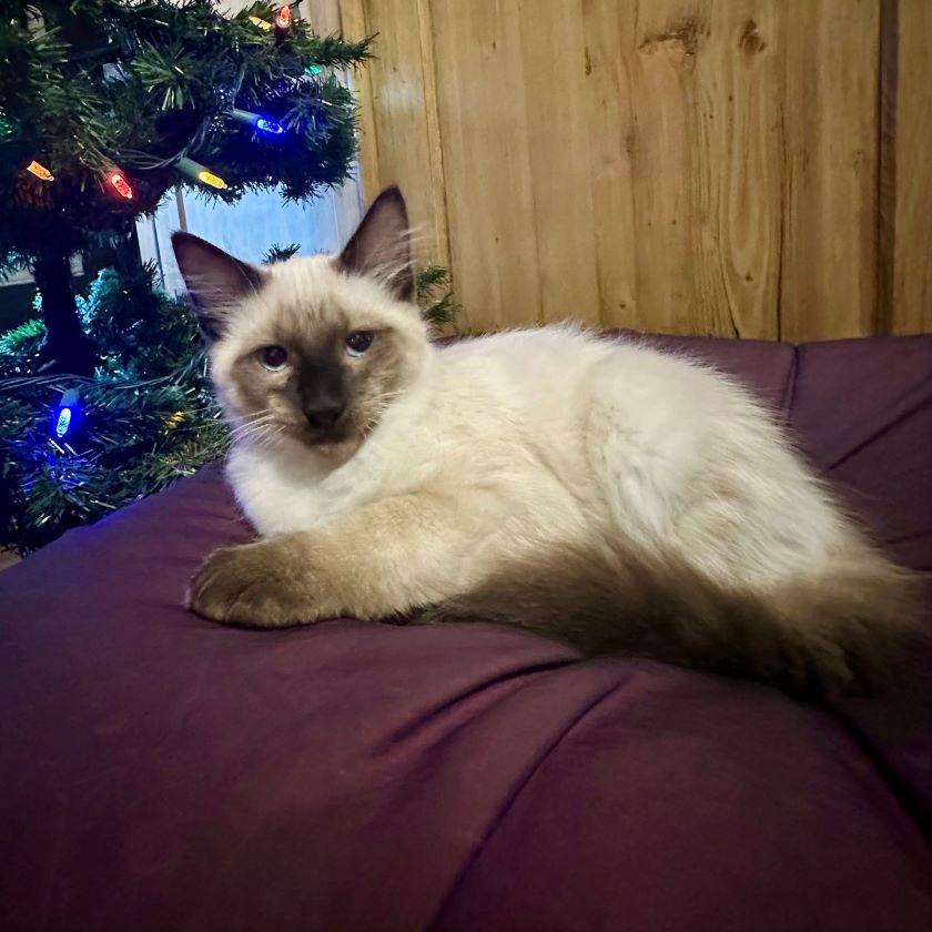 Enlarge Breeze, an adopted Balinese in Tulsa, OK image 5/5