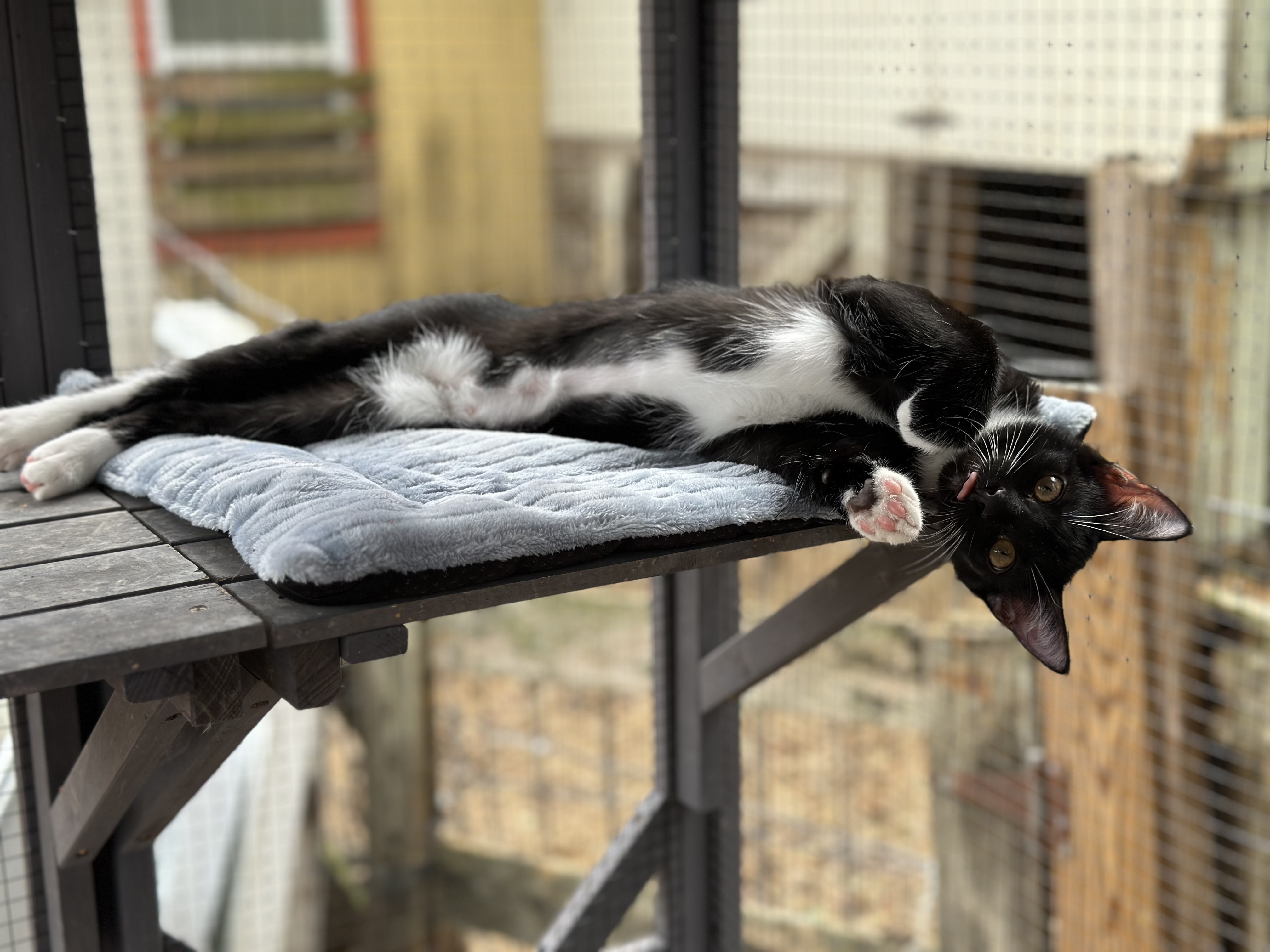 "Verde", Adopted, Kitten Female American Shorthair.