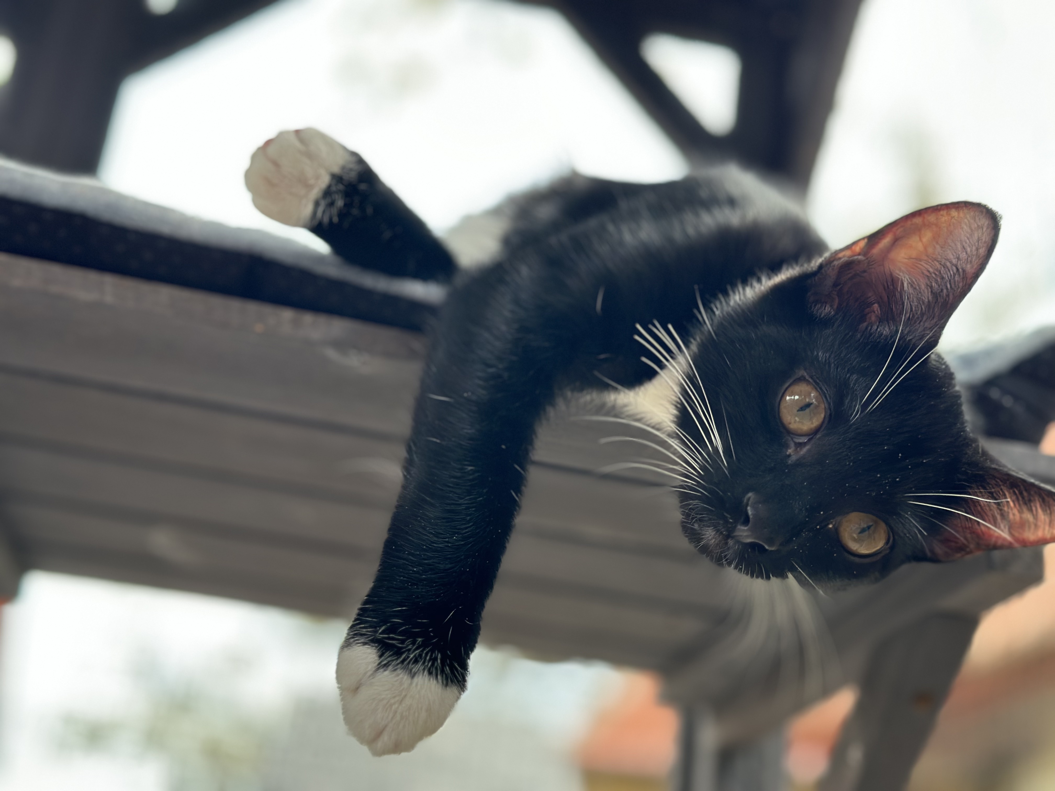 "Verde", a Adopted American Shorthair in Tampa, FL image 2/6