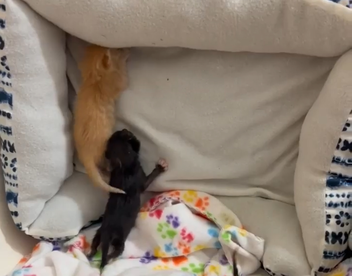 "Verde", a Adopted American Shorthair in Tampa, FL image 3/6