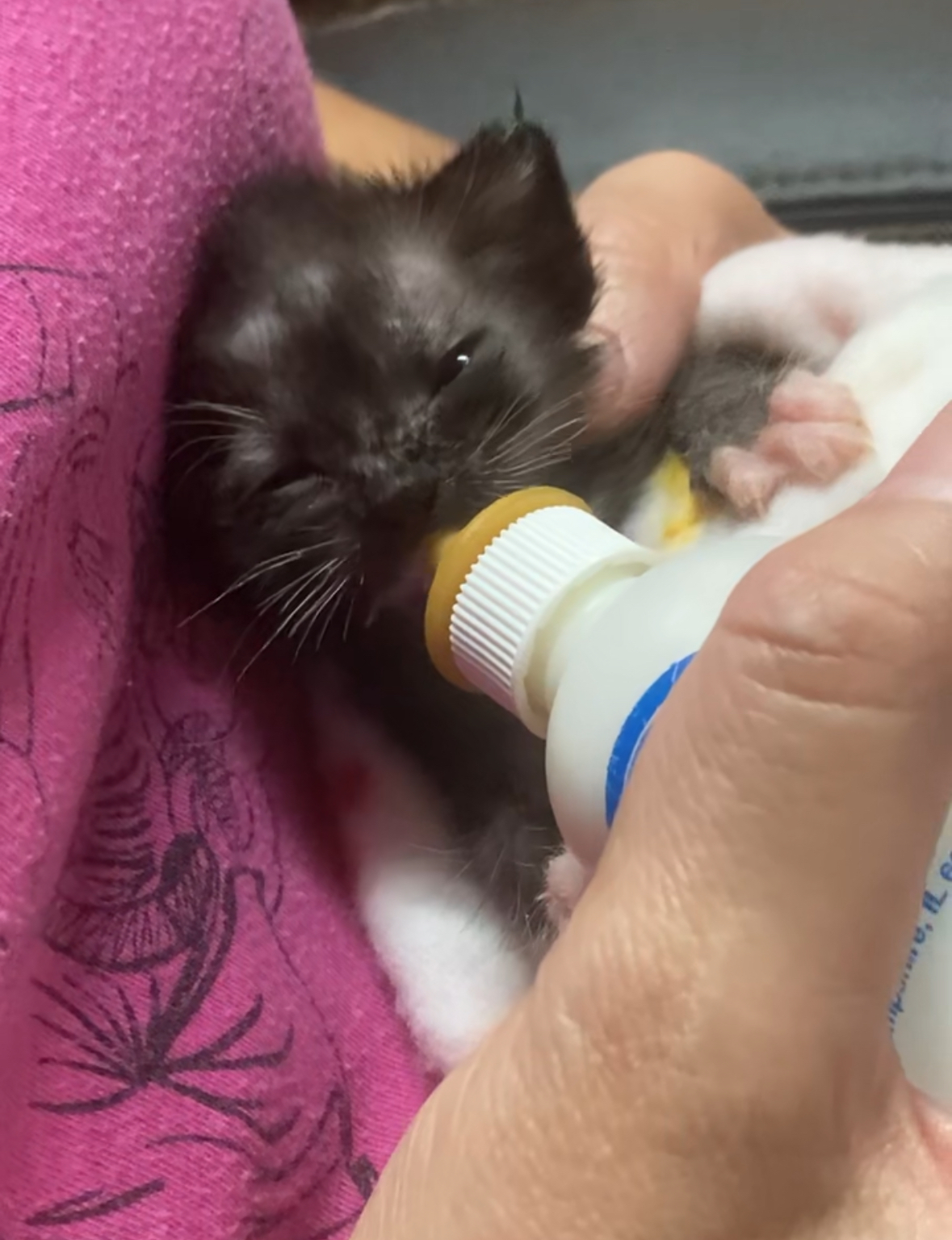 "Verde", a Adopted American Shorthair in Tampa, FL image 4/6