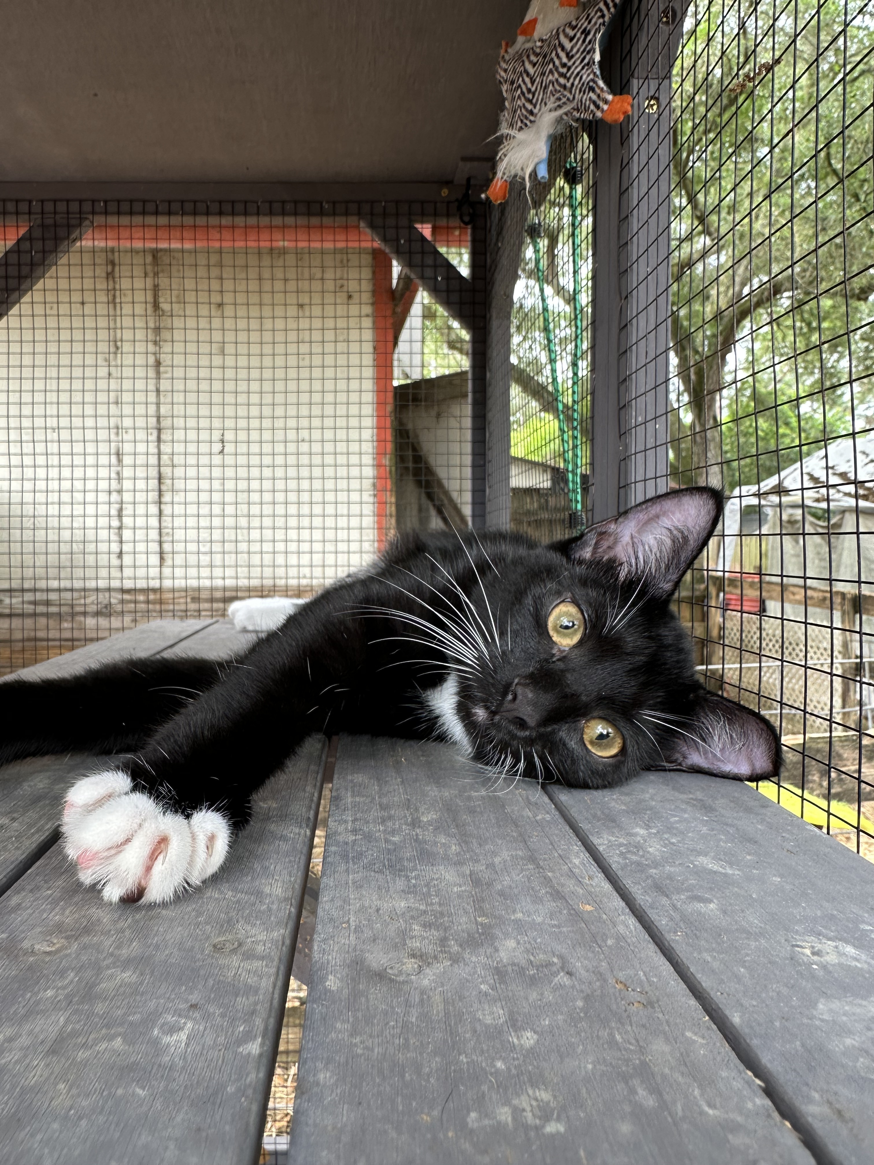 "Verde", a Adopted American Shorthair in Tampa, FL image 5/6