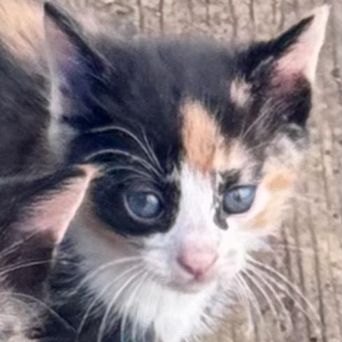 Sammi, Adoptable, Kitten Female Domestic Short Hair & Domestic Short Hair.