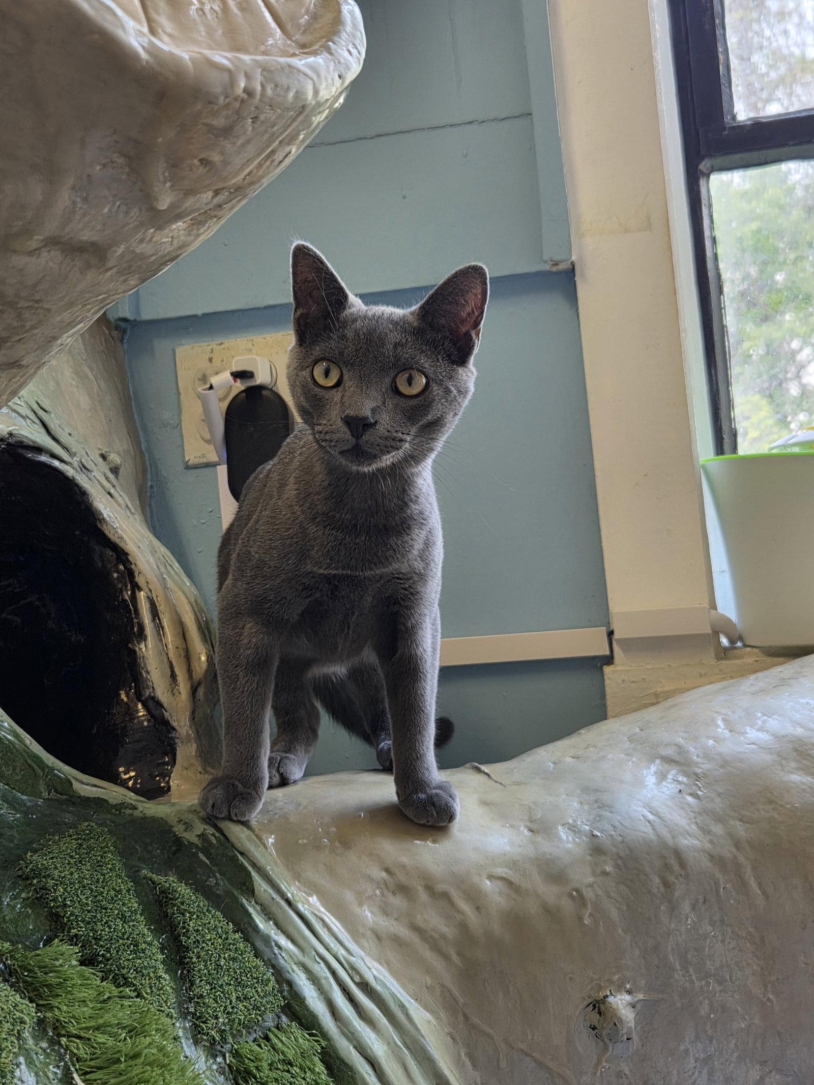 Coco, Adoptable, Young Male Russian Blue.
