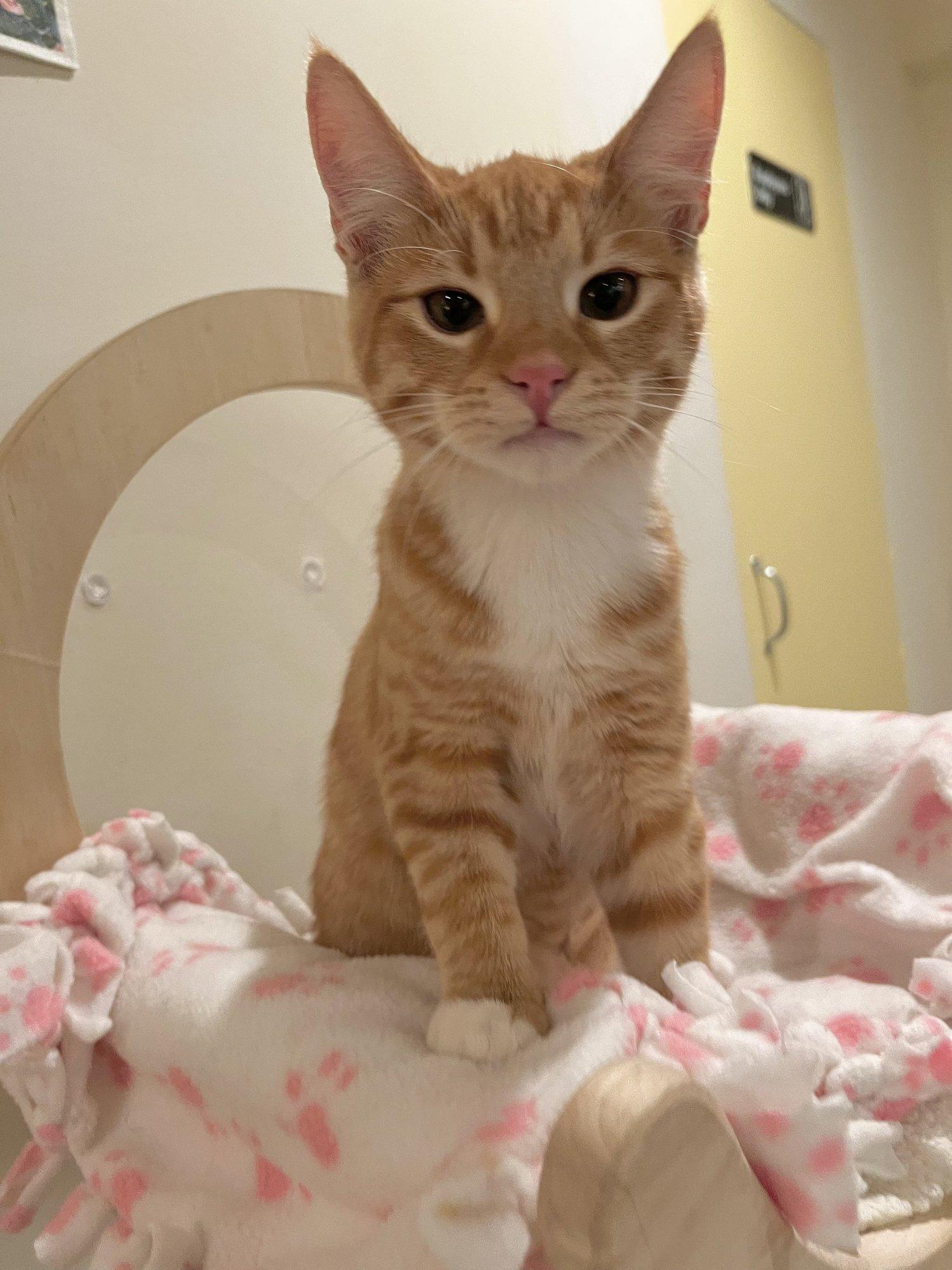 Cinnamon, Adoptable, Kitten Female Domestic Short Hair & Tabby.