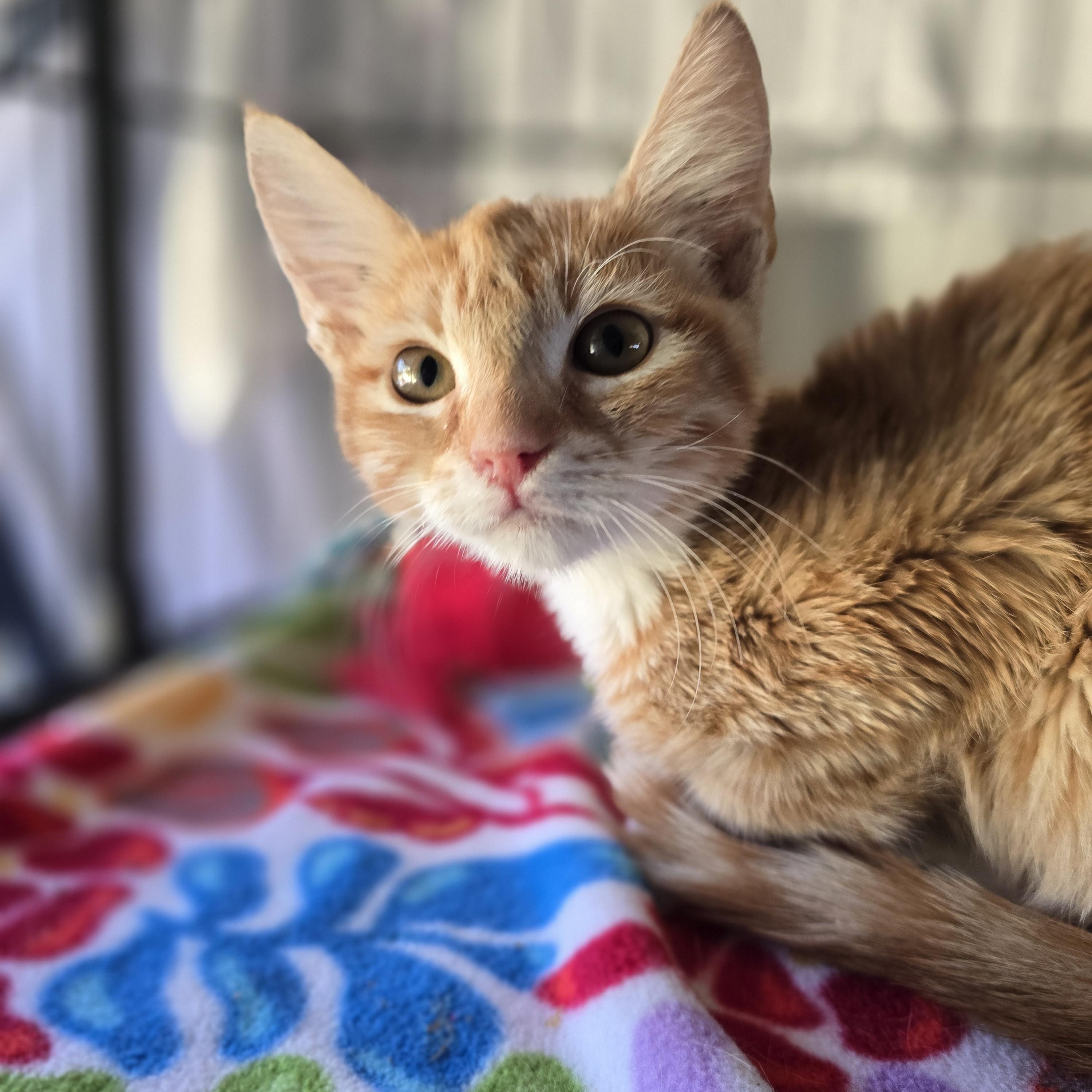 Enlarge Cinnamon, a Adoptable mixed breed in Santa Clara, CA image 5/5