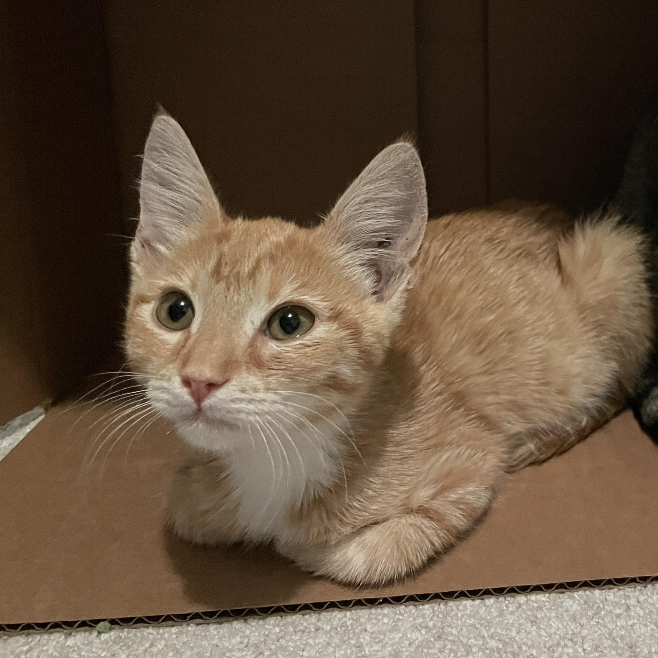 Cinnamon, Adoptable, Kitten Female Domestic Short Hair & Tabby.