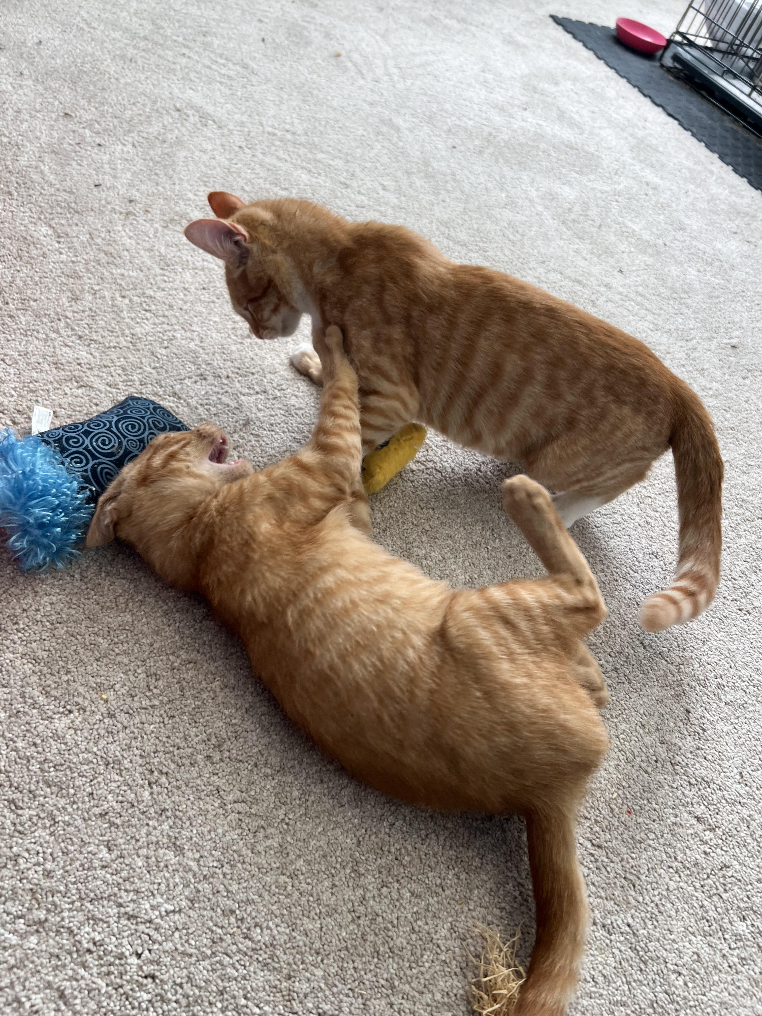 Enlarge Cinnamon, a Adoptable mixed breed in Santa Clara, CA image 4/5