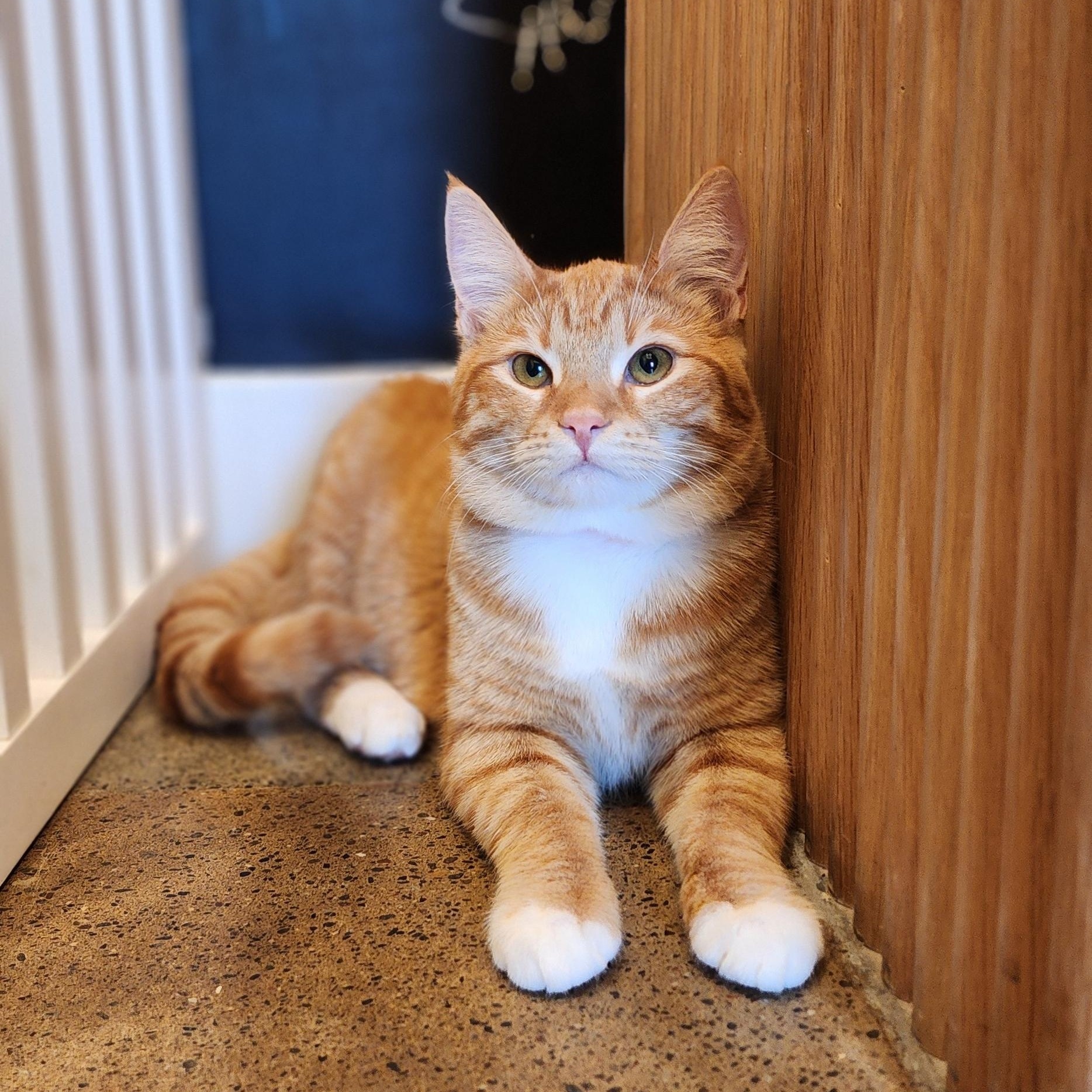 Cinnamon, Adoptable, Kitten Female Domestic Short Hair & Tabby.