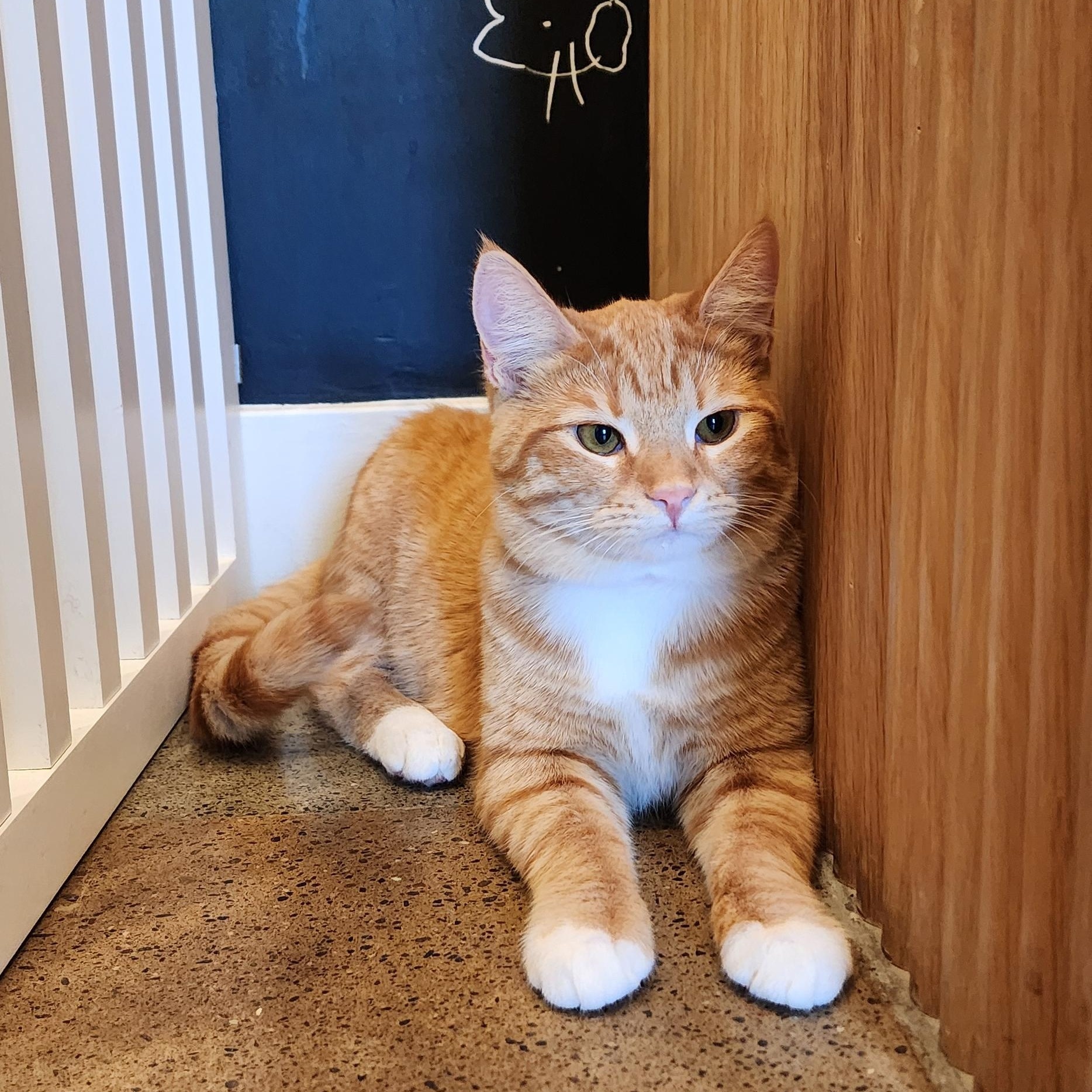 Enlarge Cinnamon, an adopted mixed breed in Santa Clara, CA image 6/6