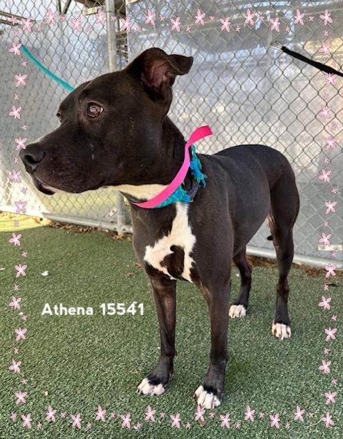 Enlarge ATHENA see also MULAN, a ADOPTABLE Labrador Retriever in Marietta, GA image 2/5