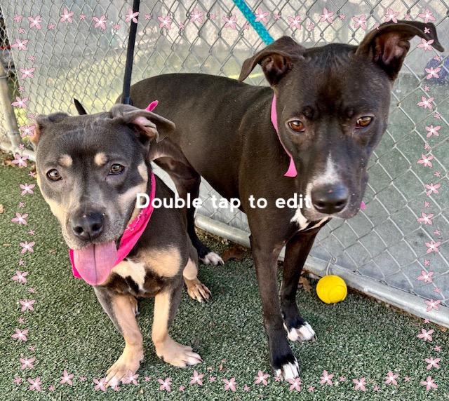 Enlarge ATHENA see also MULAN, a ADOPTABLE Labrador Retriever in Marietta, GA image 3/5