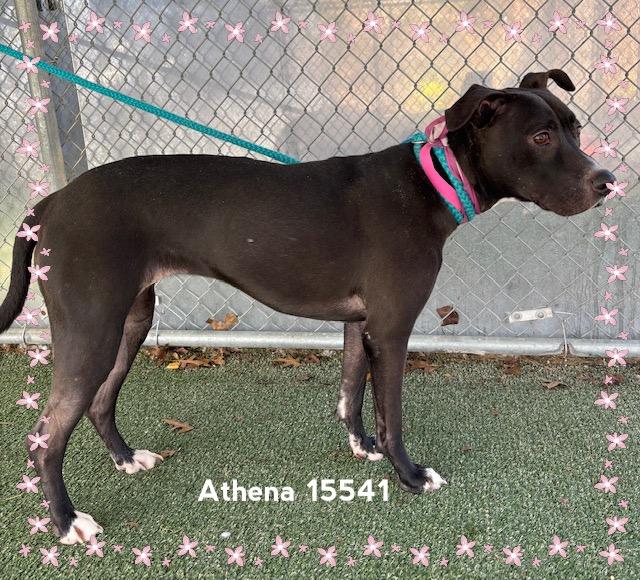 Enlarge ATHENA see also MULAN, a ADOPTABLE Labrador Retriever in Marietta, GA image 1/5