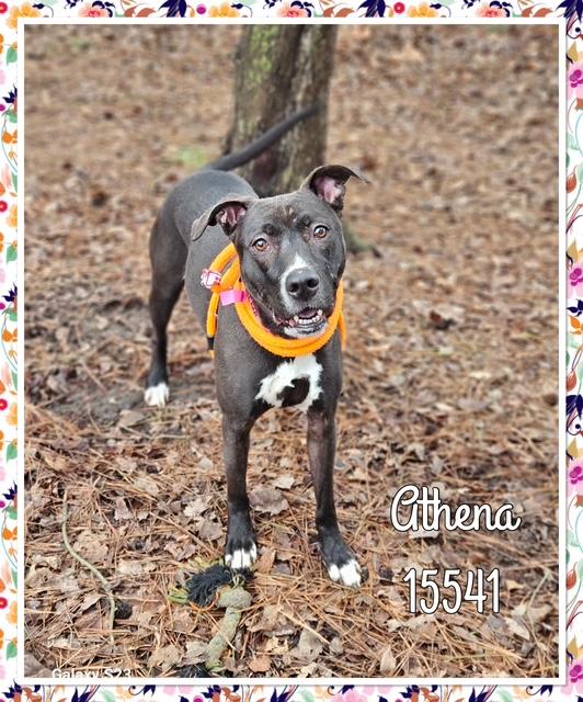 Enlarge ATHENA see also MULAN, a ADOPTABLE Labrador Retriever in Marietta, GA image 2/5