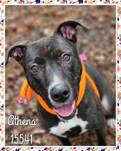 Enlarge ATHENA see also MULAN, a ADOPTABLE Labrador Retriever in Marietta, GA image 3/5
