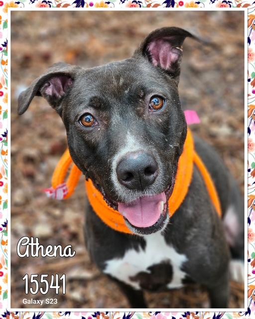 Enlarge ATHENA see also MULAN, a ADOPTABLE Labrador Retriever in Marietta, GA image 1/5