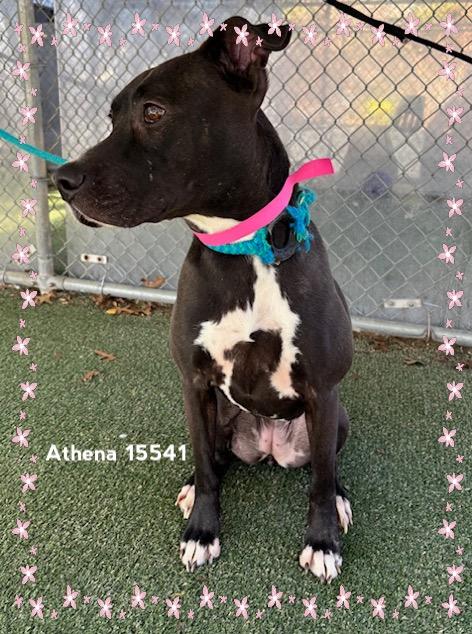 Enlarge ATHENA see also MULAN, a ADOPTABLE Labrador Retriever in Marietta, GA image 4/5