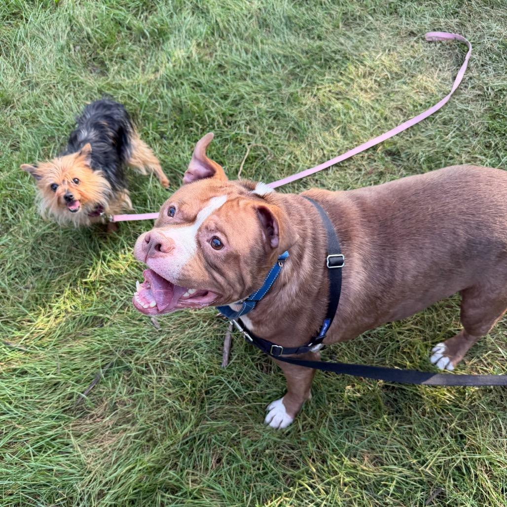 Tiny - bonded to Diesel, Adoptable, Adult Female Mixed Breed.