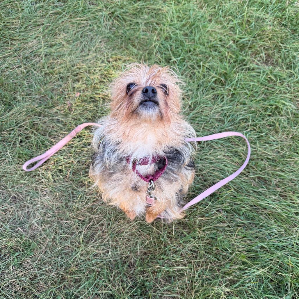 Enlarge Tiny - bonded to Diesel, a Adoptable Mixed Breed in Oshkosh, WI image 2/5