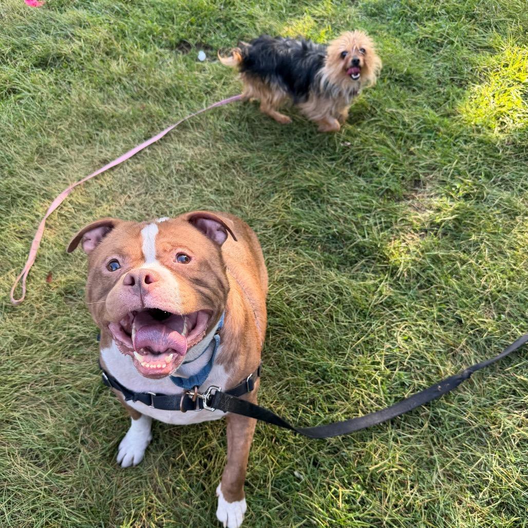 Enlarge Tiny - bonded to Diesel, a Adoptable Mixed Breed in Oshkosh, WI image 3/5