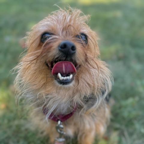 Enlarge Tiny - bonded to Diesel, a Adoptable Mixed Breed in Oshkosh, WI image 4/5