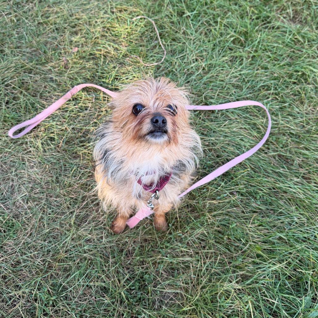 Enlarge Tiny - bonded to Diesel, a Adoptable Mixed Breed in Oshkosh, WI image 5/5