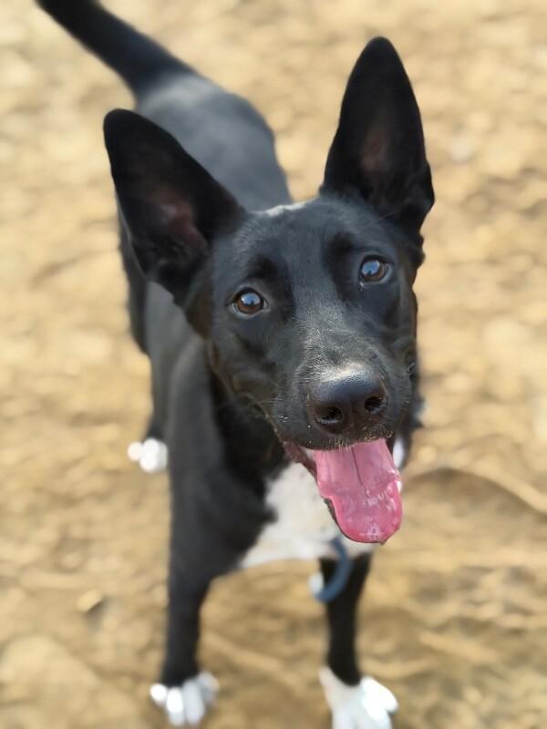 Tinker bell-One of our Amazing Rescue Dogs photo